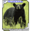 DarkBear33