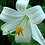 Elis_Anzor