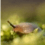 LimaceHurlante