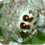 Salticid