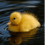 The_Duck