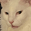 Vingot